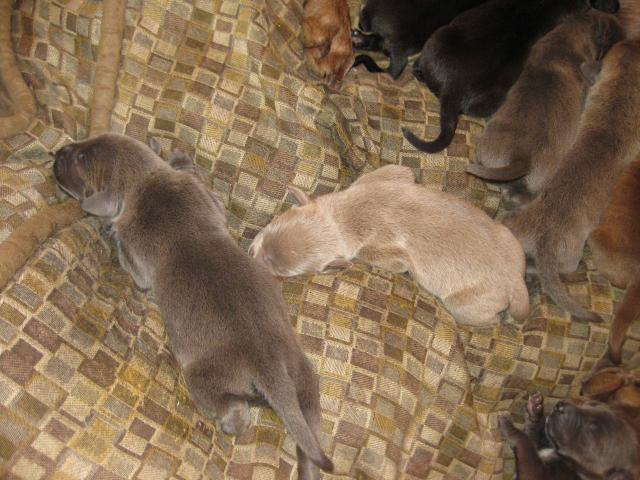 Molly pup 092611-09